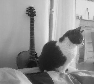 Photo de galerie - Garde chat