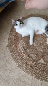 Photo de galerie - Garde Sushi à mon domicile