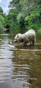 Photo de galerie - Garde chien