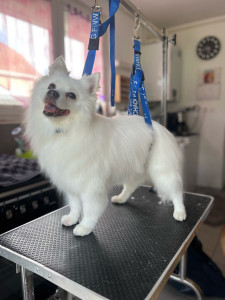 Photo de galerie - Spitz