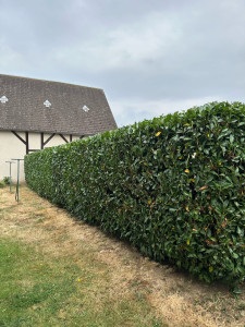 Photo de galerie - Taille de haie 