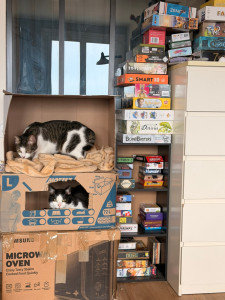Photo de galerie - Bonjour J’ai 3 chats mâles castres chez moi dans un grand appartement avec pleins de jouets et arbres à chats ils sont excrément sociables et castres 