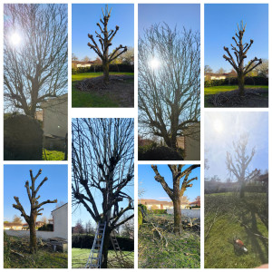 Photo de galerie - Élagage d'arbres