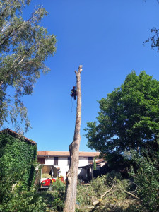Photo de galerie - Elagage et coupe d'arbres