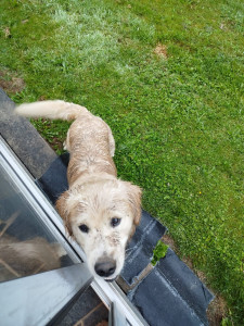 Photo de galerie - Un Golden que j'ai gardé quand j'étais en Bretagne 