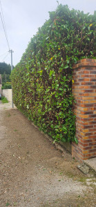 Photo de galerie - Taille de haie