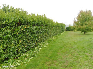 Photo de galerie - Taille de granulé avec évacuation