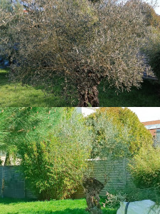 Photo de galerie - Eclaircissage d'olivier