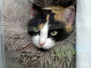 Photo de galerie - Visite d'un chat