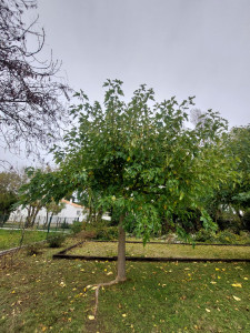 Photo de galerie - Elagage et coupe d'arbres