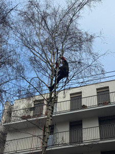 Photo de galerie - Elagage et coupe d'arbres