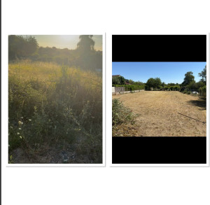 Photo de galerie - Tonte de pelouse et enlèvement des végétaux 