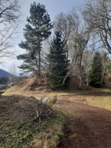 Photo de galerie - Débroussaillage 