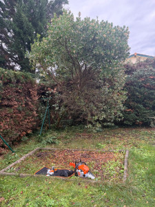 Photo de galerie - Elagage et coupe d'arbres