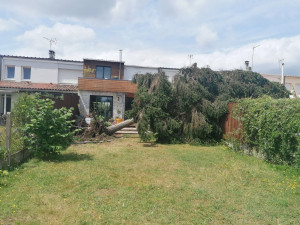 Photo de galerie - Elagage et coupe d'arbres