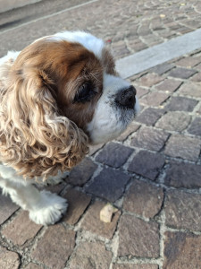 Photo de galerie - Voici ma chienne , cybelle. 