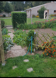 Photo de galerie - Elagage et coupe d'arbres
