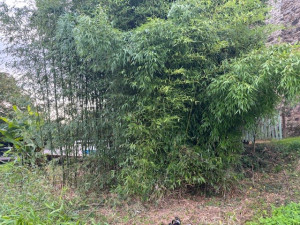 Photo de galerie - Elagage et coupe d'arbres