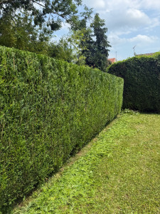 Photo de galerie - Taille de cyprès ✅✅