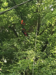 Photo de galerie - élagage de plusieurs chênes 