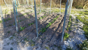 Photo de galerie - Préparation du terrain et plantation.