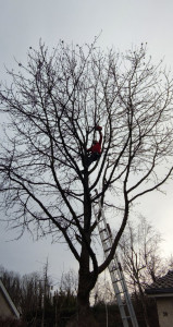 Photo de galerie - Elagage et coupe d'arbres