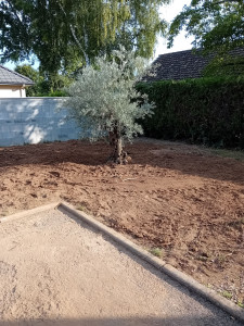 Photo de galerie - Terrassement du terrain,  enlèvement de 2 souches et plantation d'un olivier. 