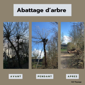 Photo de galerie - Elagage et coupe d'arbres