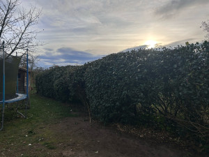 Photo de galerie - Taille de haies et d'arbustes