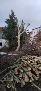 Photo de galerie - Abattage d'arbre 