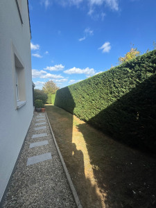 Photo de galerie - Taille thuyas 