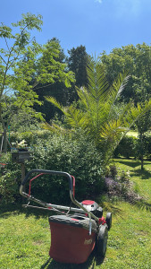 Photo de galerie - Tonte de pelouse et taille de parterre 