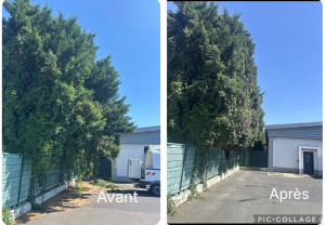 Photo de galerie - Taille d’une grande haie de sapin sur le côté avec la nacelle
