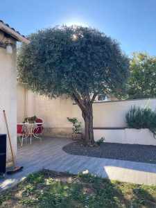 Photo de galerie - Taille d’un olivier