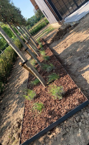 Photo de galerie - Création de massif et plantation