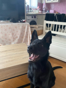 Photo de galerie - Garde chien