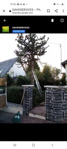 Photo de galerie - Elagage et coupe d'arbres