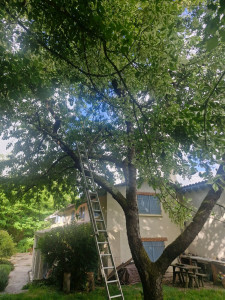 Photo de galerie - Elagage et coupe d'arbres