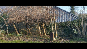 Photo de galerie - Taille de haies et d'arbustes