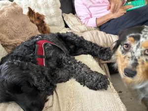 Photo de galerie - Petite colonie de vacances. Adorable !