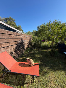 Photo de galerie - Garde Chat