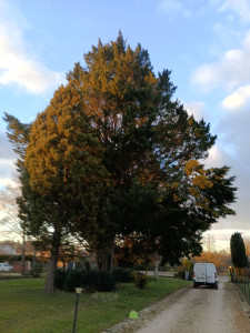 Photo de galerie - Abbatage !