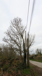 Photo de galerie - Elagage et coupe d'arbres