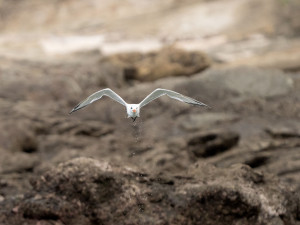 Photo de galerie - Photographe