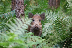 Photo de galerie - Photographie animalière 