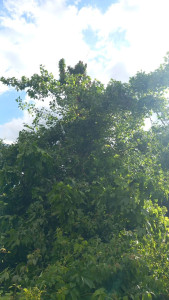 Photo de galerie - élaguer couper tout en haut je le sais jusqu'en bas tout nos équipes tout équipé matériel équipé première partie hauteur 20 m rétréci à émettre 50