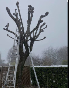 Photo de galerie - Élingage et coupe d'arbres