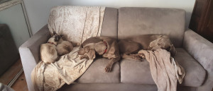 Photo de galerie - Garde chat