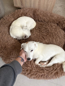 Photo de galerie - Garde de chien à domicile 