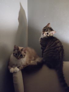 Photo de galerie - Deux des trois chats de la maison, un frère et une soeur